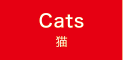 キャット 猫